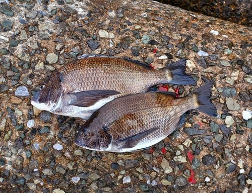 クロダイの釣果