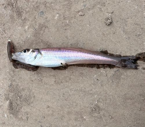 シロギスの釣果