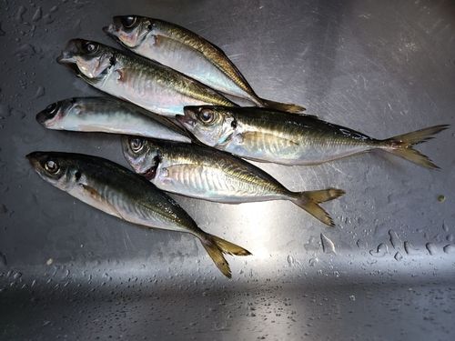 アジの釣果