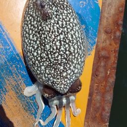 シリヤケイカ