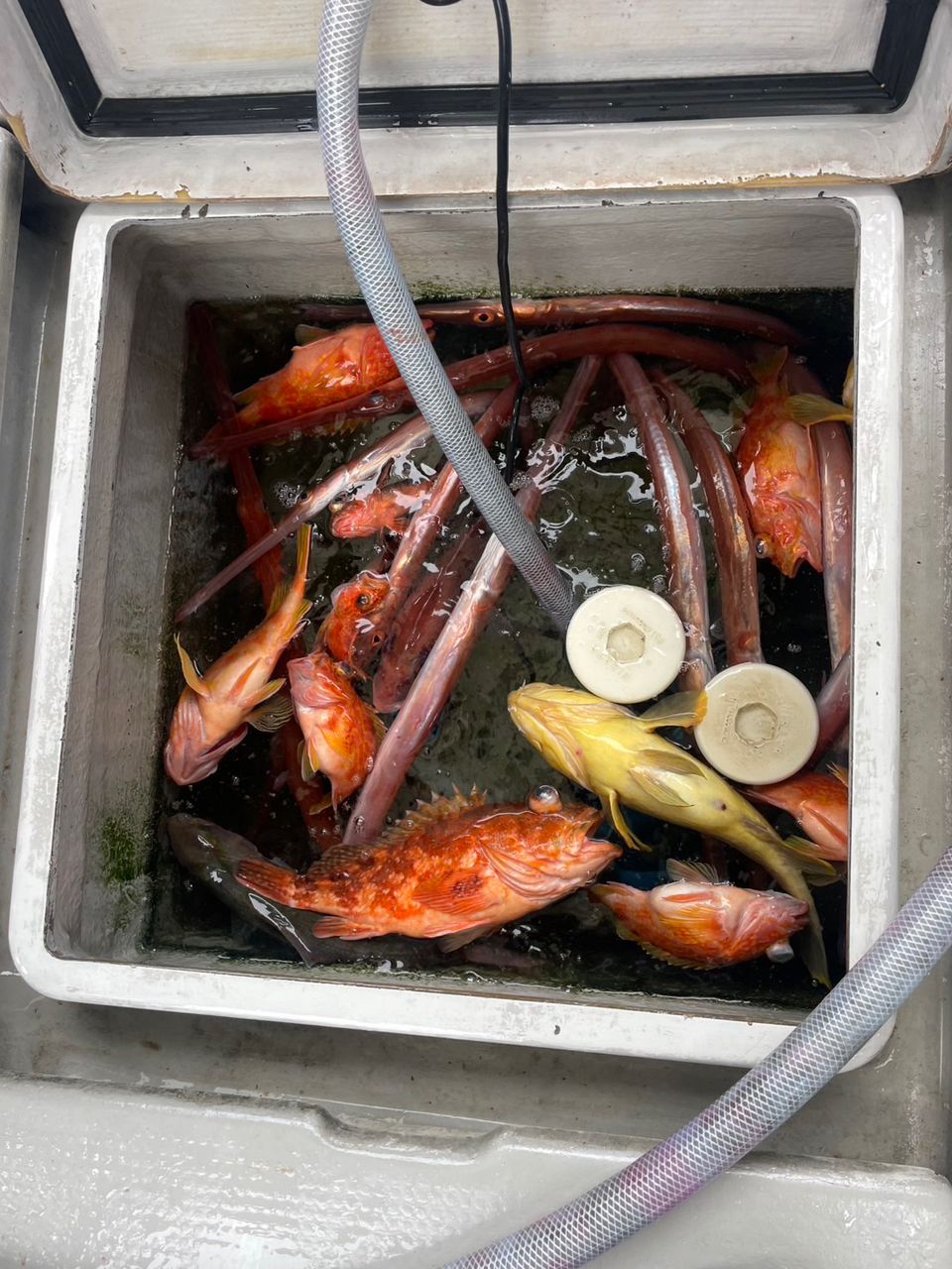 田畑良朗@なつき丸さんの釣果 2枚目の画像