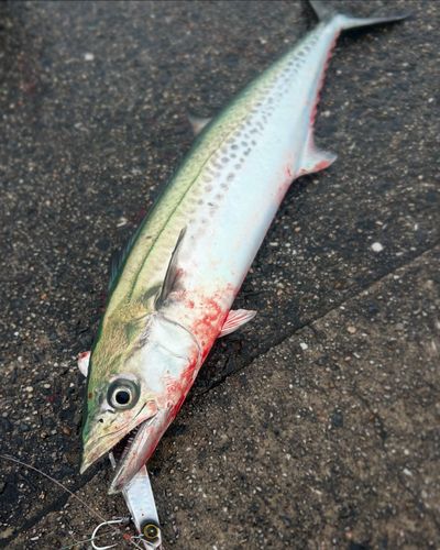 サゴシの釣果