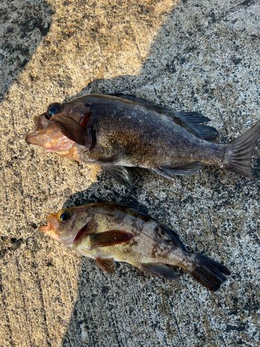 クロメバルの釣果