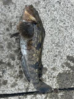 アイナメの釣果