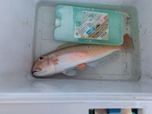 アマダイの釣果