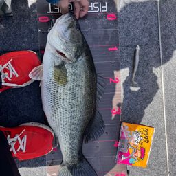 ブラックバス