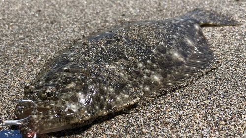 ソゲの釣果