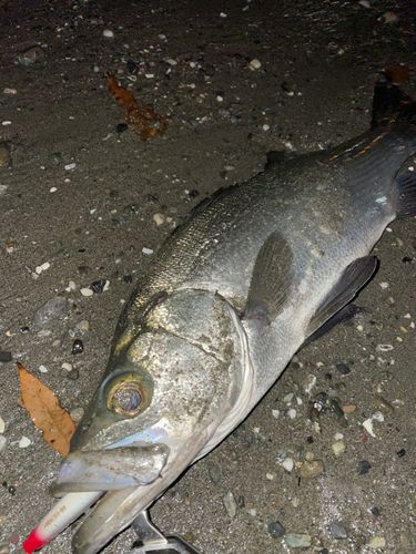 ヒラスズキの釣果
