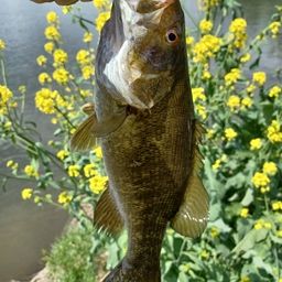 スモールマウスバス