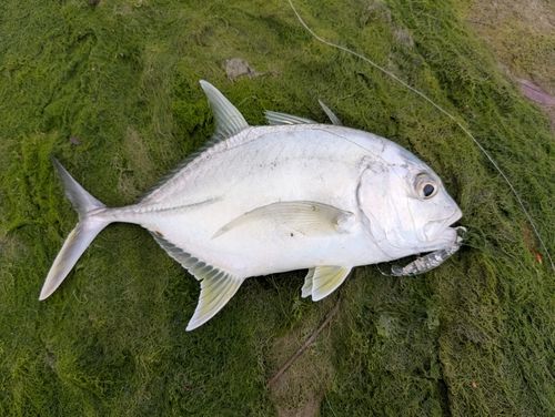 メッキの釣果