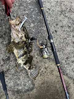 ベッコウゾイの釣果