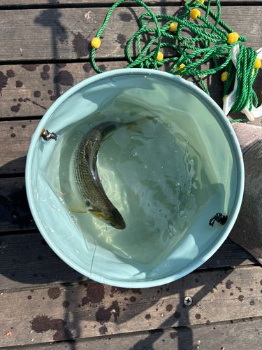 コノシロの釣果