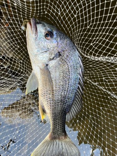 キビレの釣果