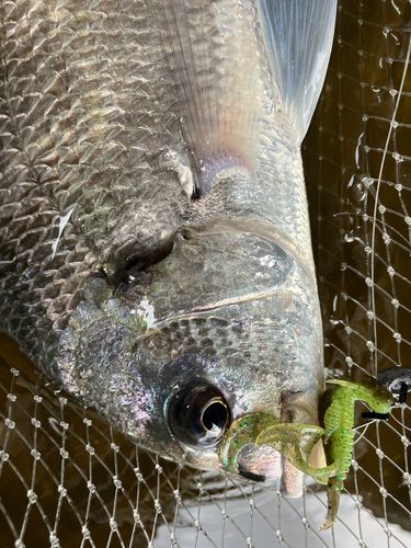 キビレの釣果