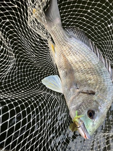キビレの釣果