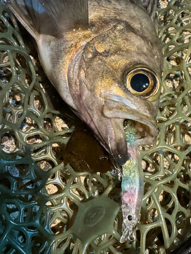 シロメバルの釣果