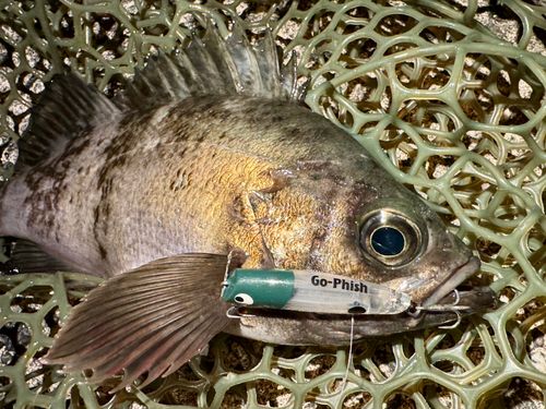 シロメバルの釣果