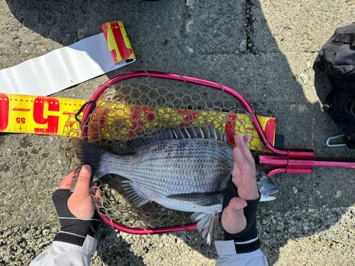 クロダイの釣果