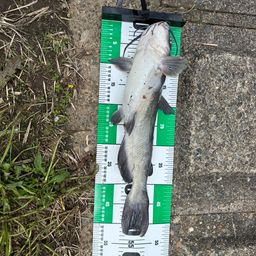 アメリカナマズ