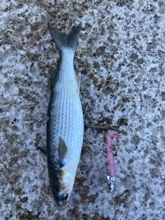 ボラの釣果