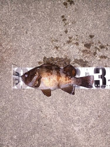 メバルの釣果