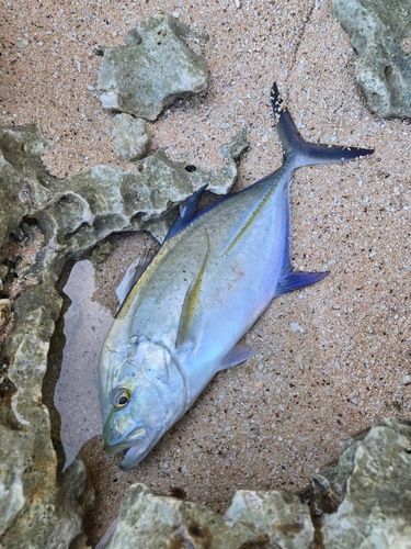 カスミアジの釣果