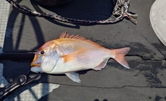レンコダイの釣果