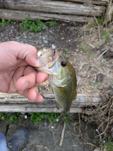 ラージマウスバスの釣果