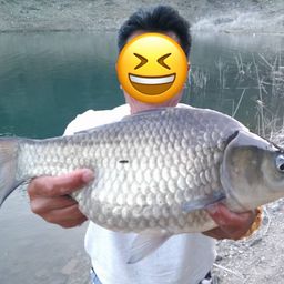 ヘラブナ