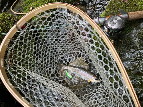 ヤマメの釣果