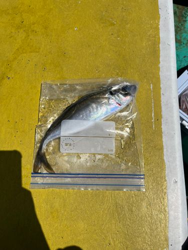 釣果