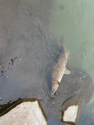 コイの釣果