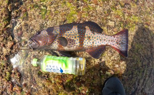 コクハンアラの釣果
