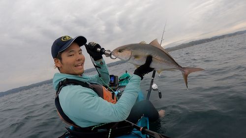 カンパチの釣果