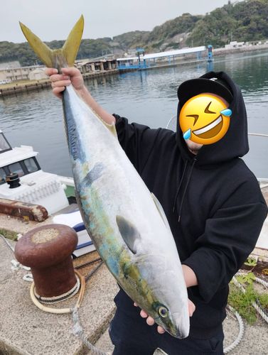ブリの釣果