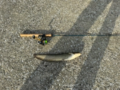 ナマズの釣果