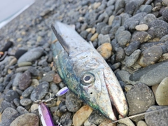 サゴシの釣果