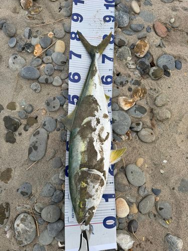 ブリの釣果