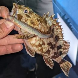 カサゴ
