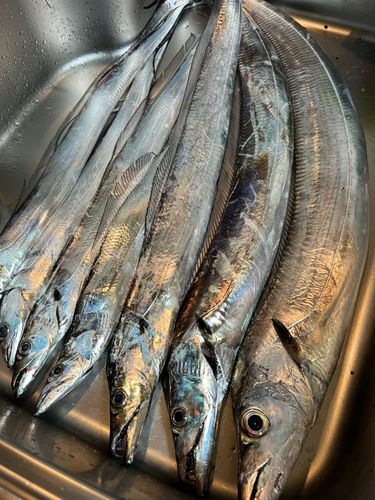 タチウオの釣果