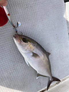 カンパチの釣果