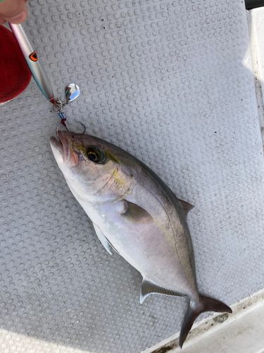 カンパチの釣果