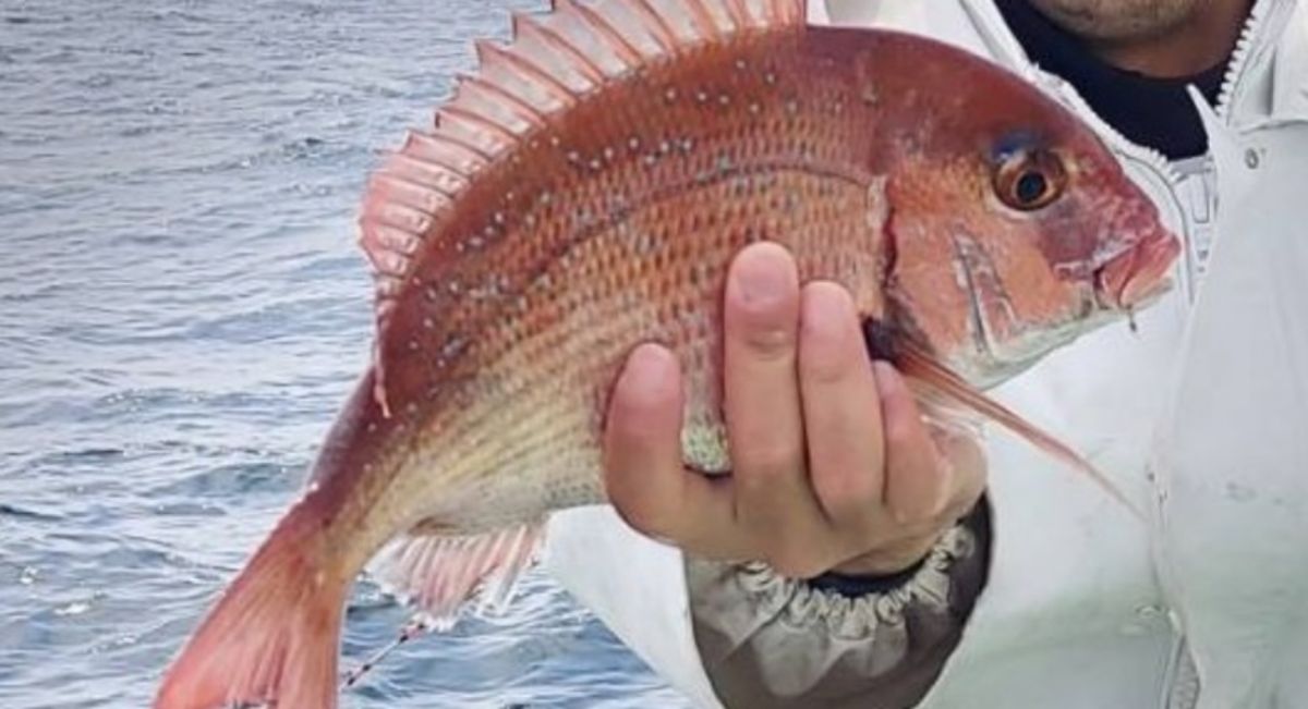 横浜本牧なつめ釣具 米田さんの釣果 1枚目の画像