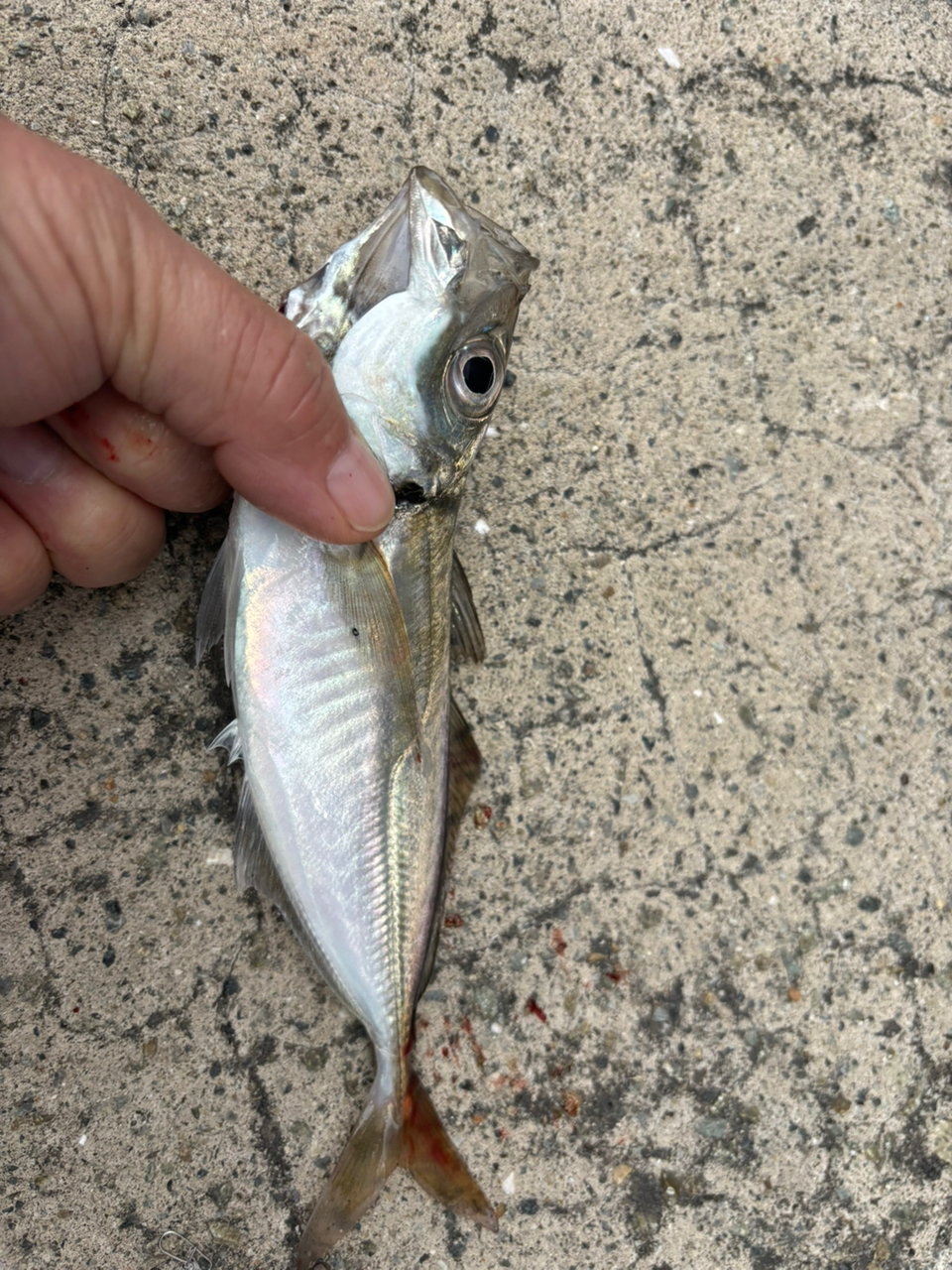 AbuGarcia ソルティーステージ プロトタイプ アジングの最安値