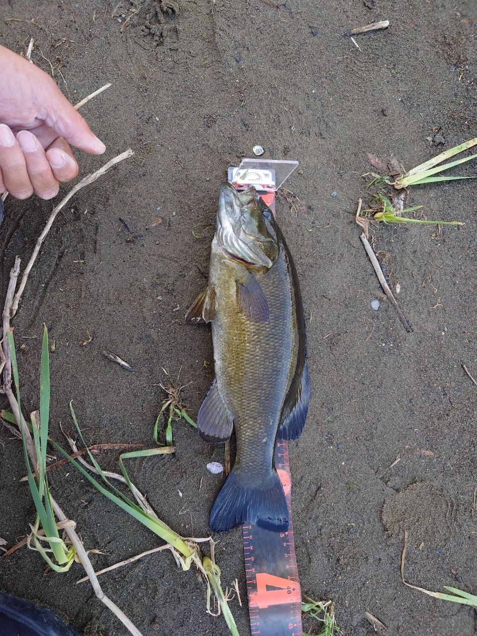 スモールマウスバス