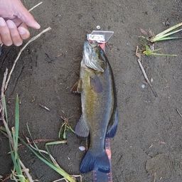 スモールマウスバス