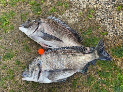 チヌの釣果