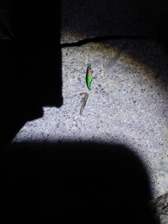 テナガエビの釣果