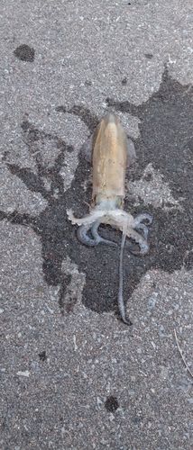 イカの釣果