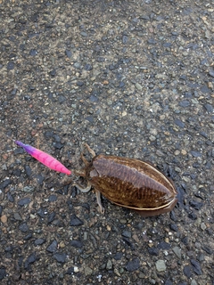 コウイカの釣果